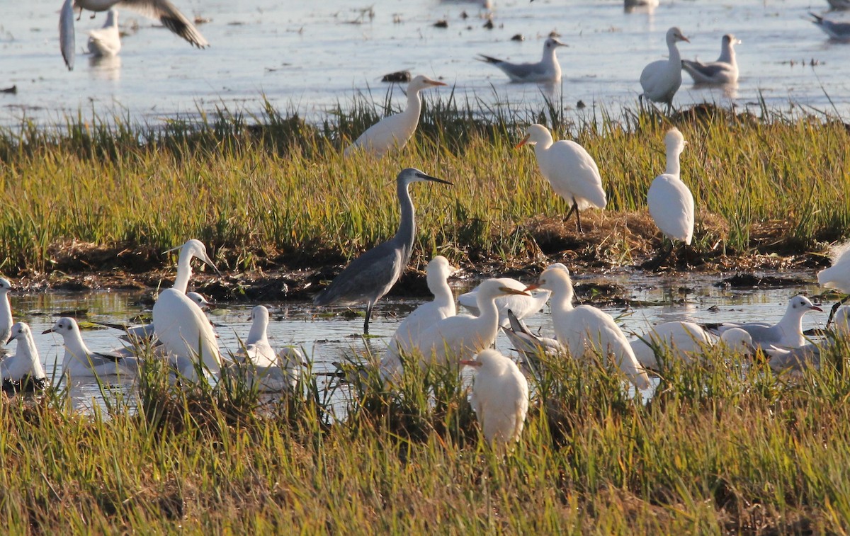 Little Egret/Western Reef-Heron - ML613306988