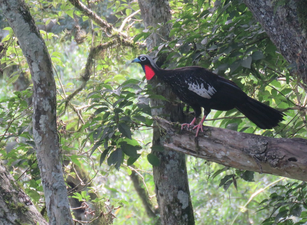 Black-fronted Piping-Guan - ML613307015