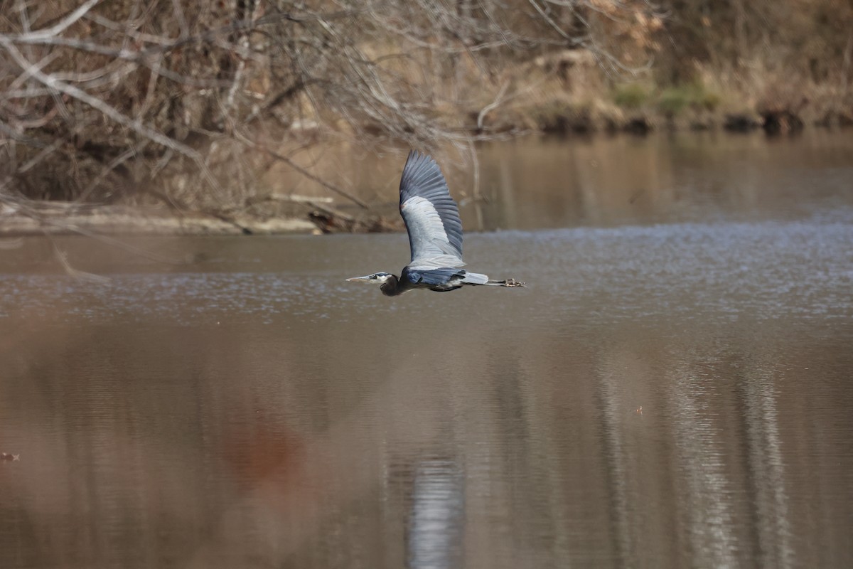 Great Blue Heron - ML613307031