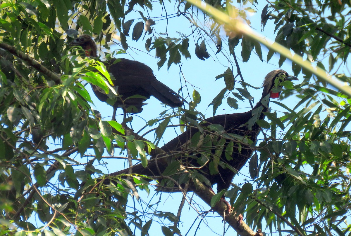 Black-fronted Piping-Guan - ML613307041