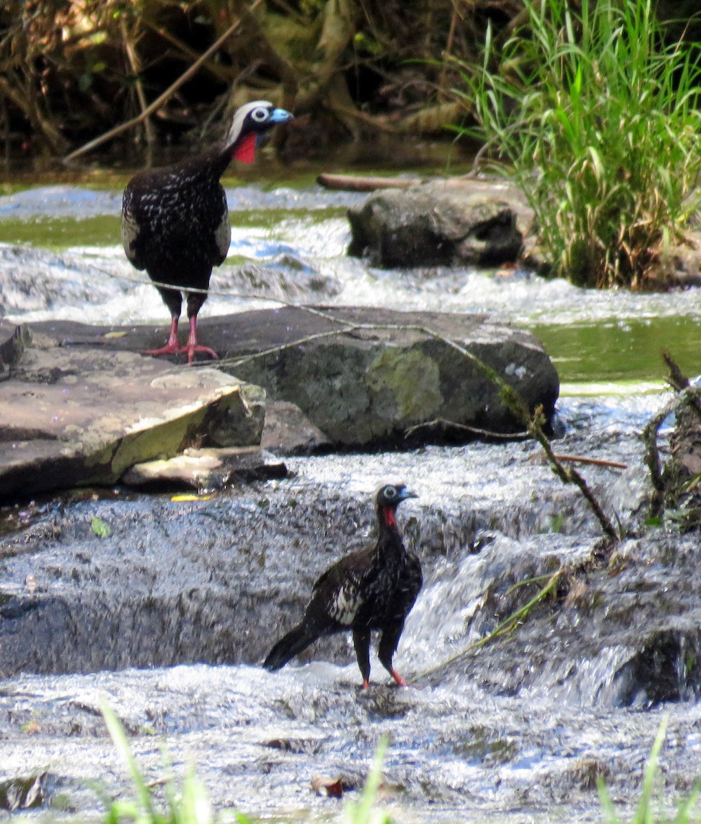 Black-fronted Piping-Guan - ML613307042