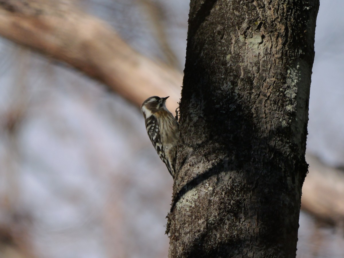 Japanese Pygmy Woodpecker - ML613307052