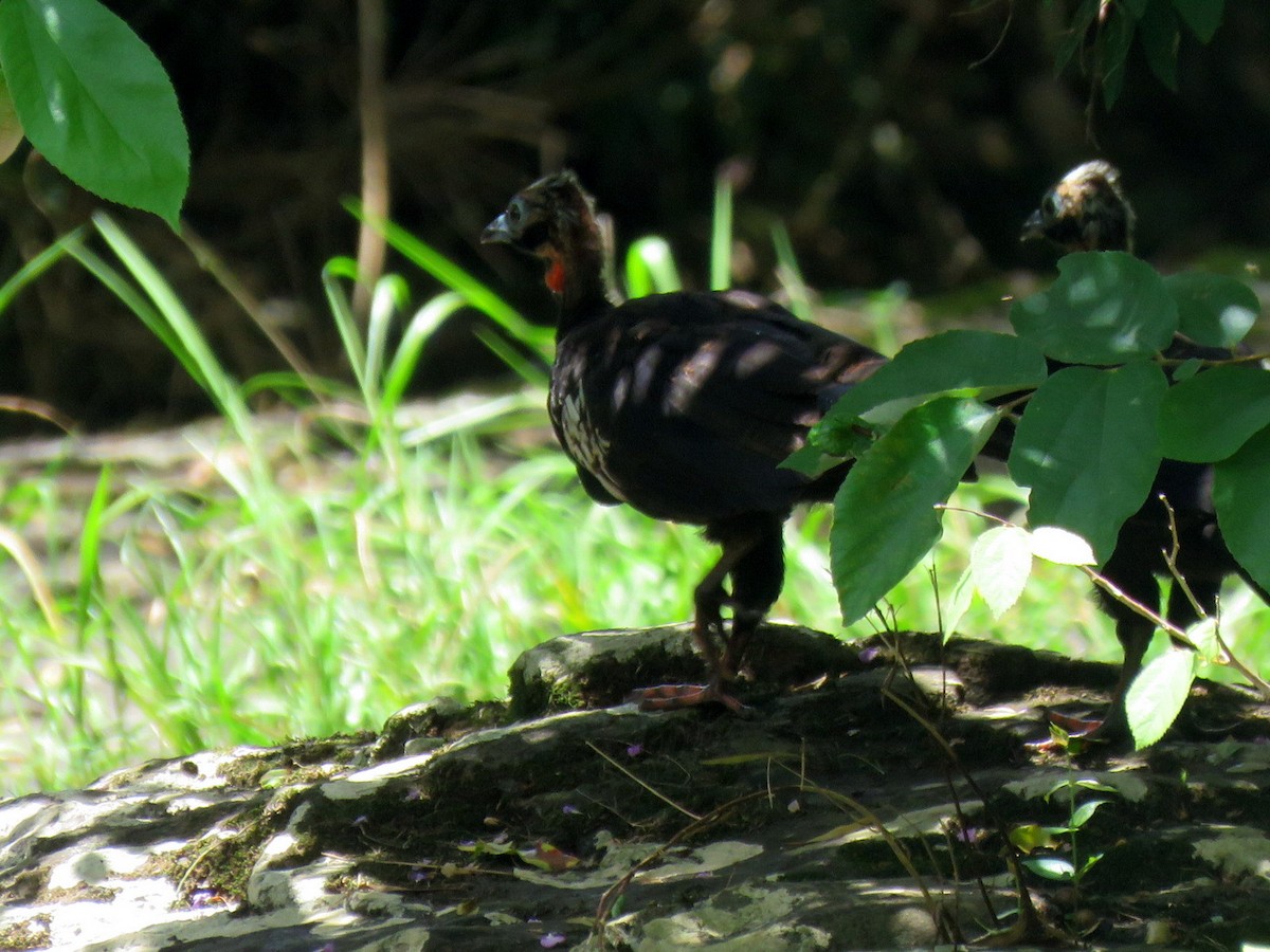 Black-fronted Piping-Guan - ML613307057