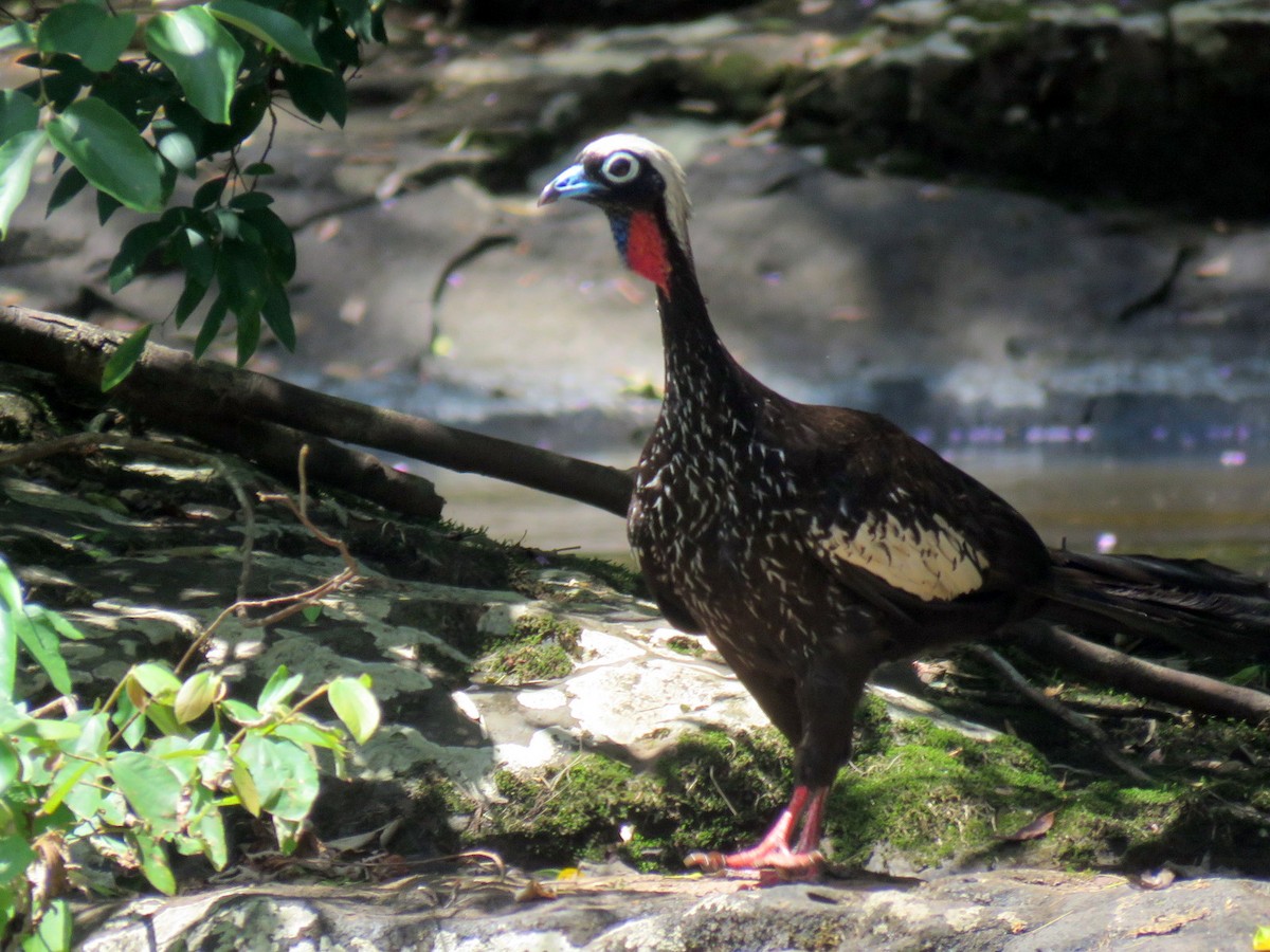 Black-fronted Piping-Guan - ML613307058