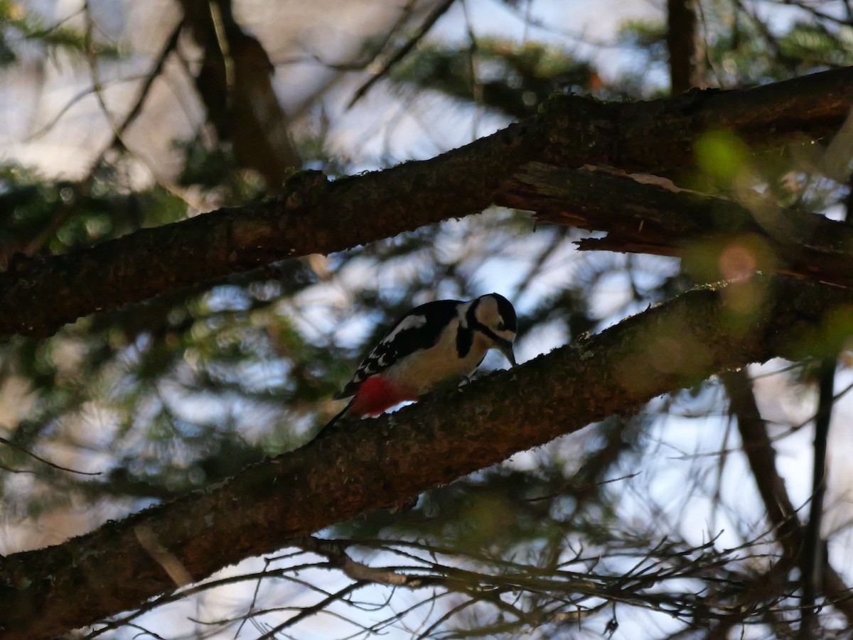 Great Spotted Woodpecker - Hiroyuki Tamura