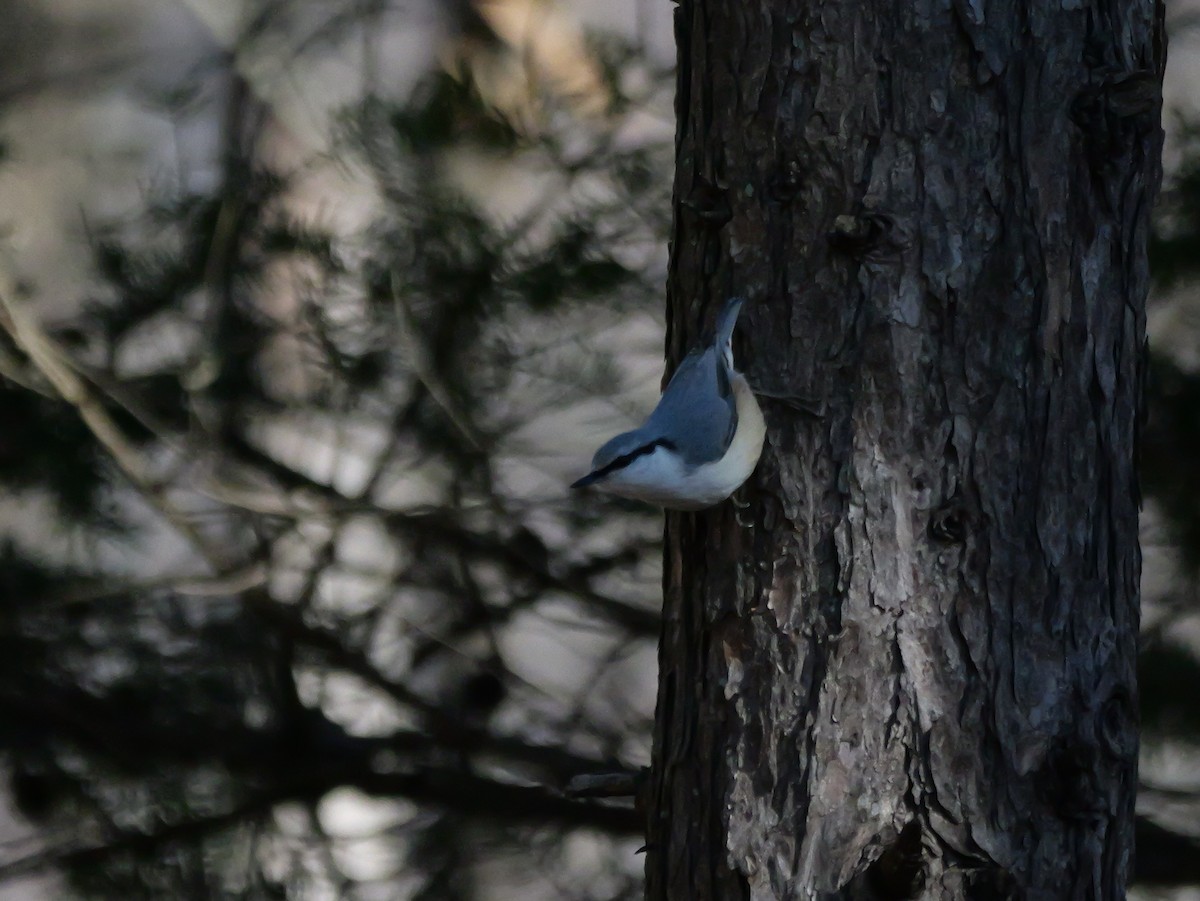 Eurasian Nuthatch - ML613307067