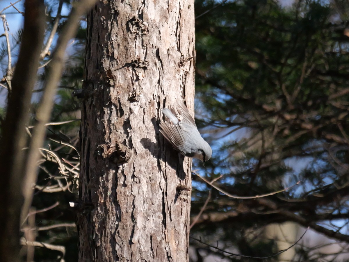 Eurasian Nuthatch - ML613307069