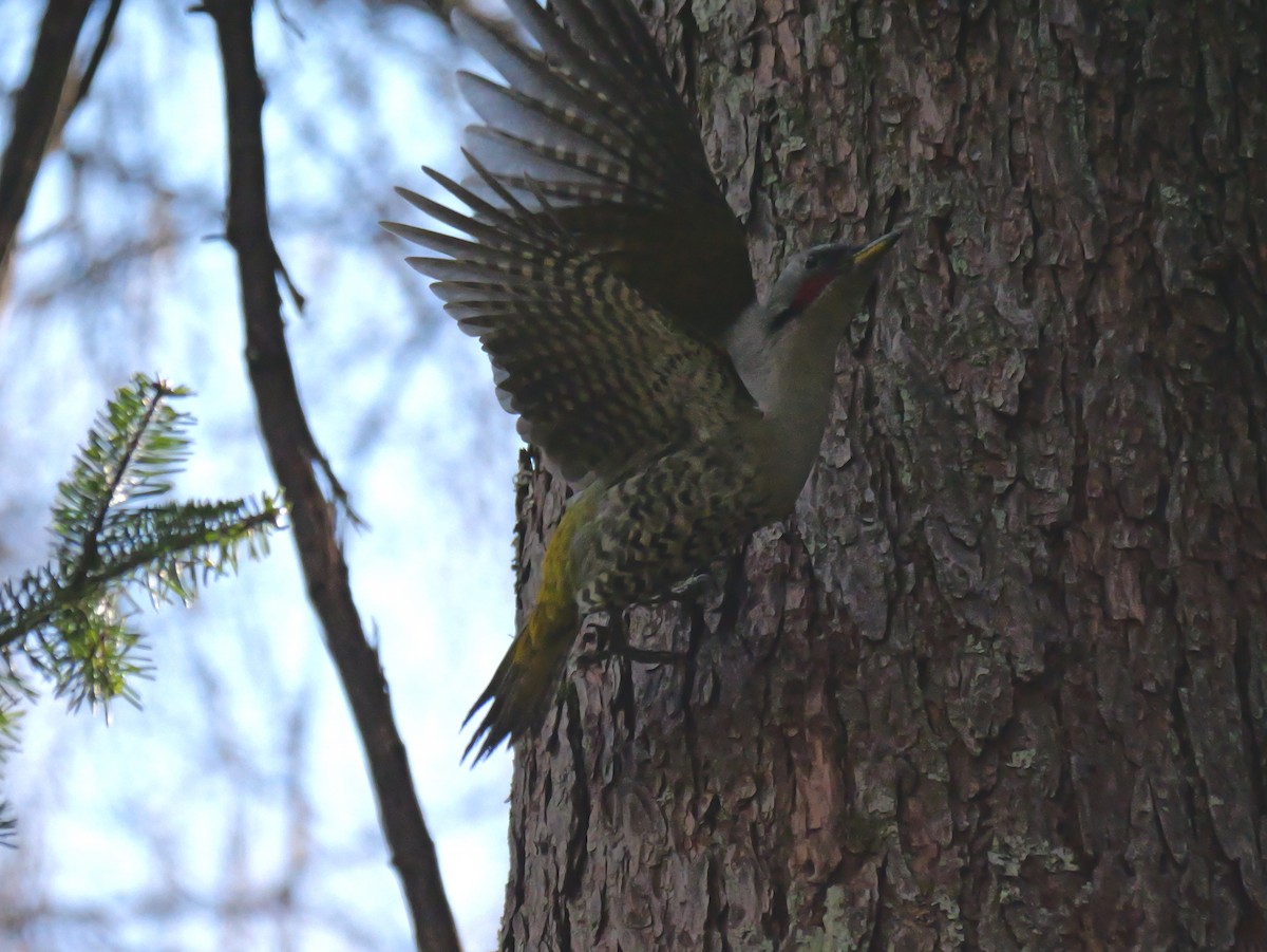 Japanese Woodpecker - ML613307096