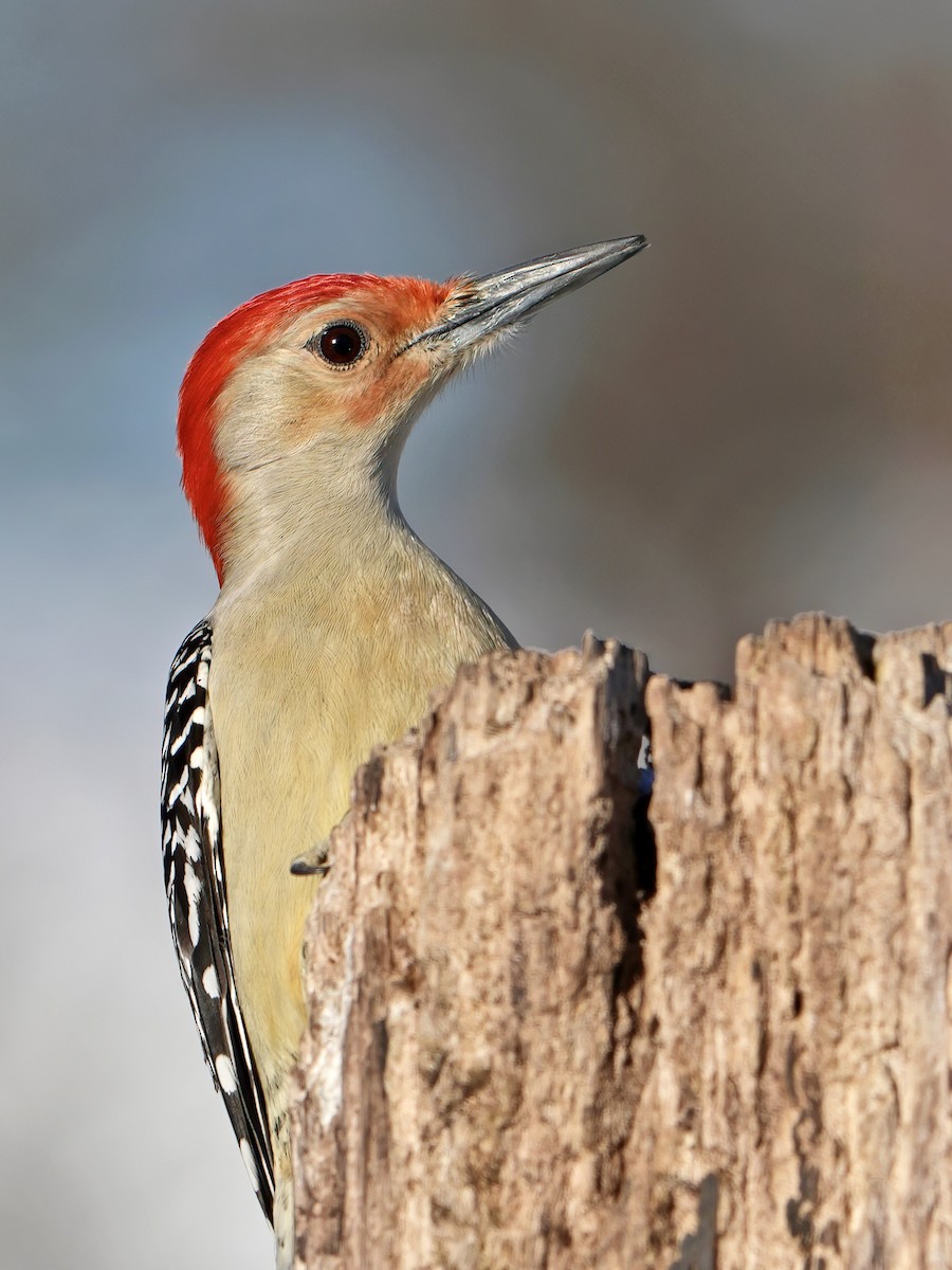 Red-bellied Woodpecker - ML613307150