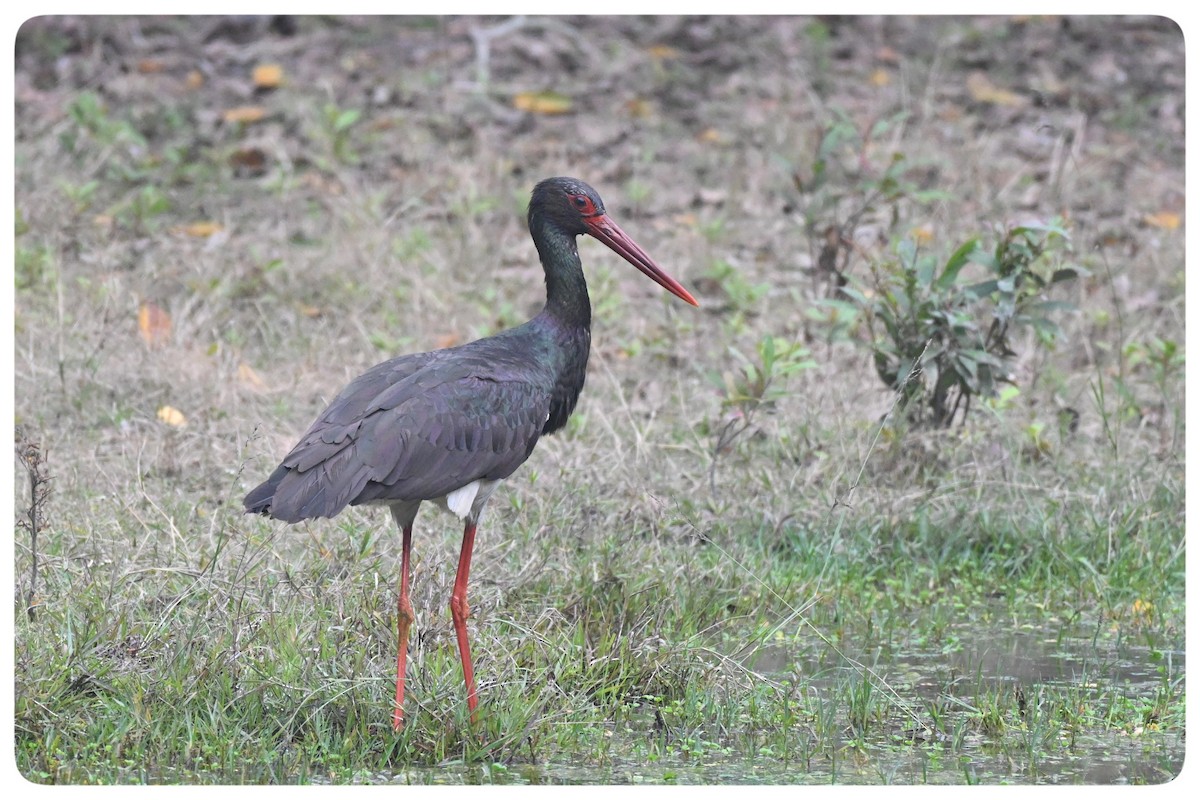 Black Stork - ML613307199