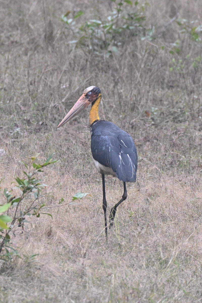 Lesser Adjutant - Praveen Baddi