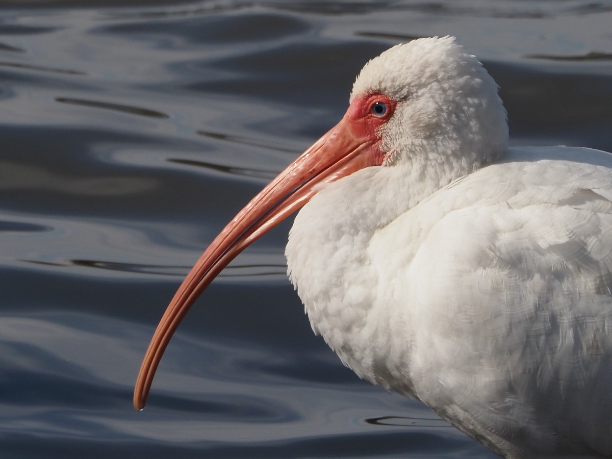 White Ibis - ML613307251