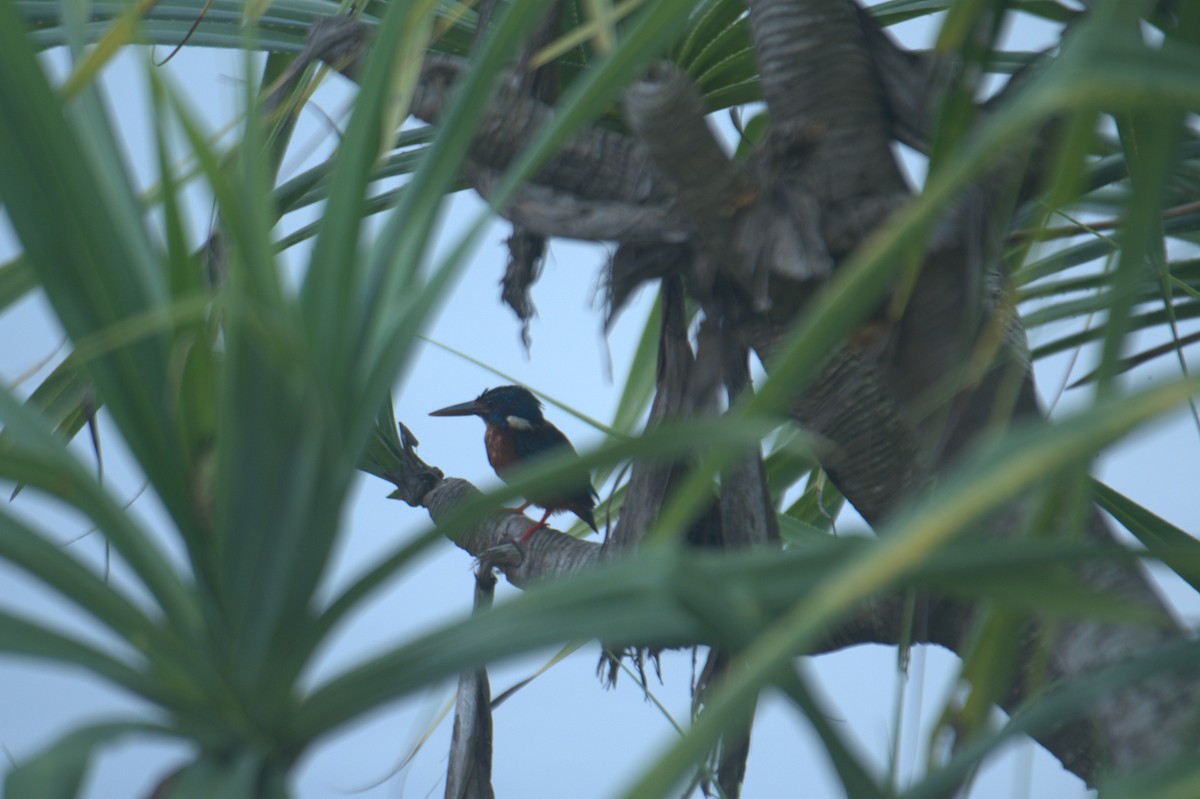 Blue-eared Kingfisher - ML613307252