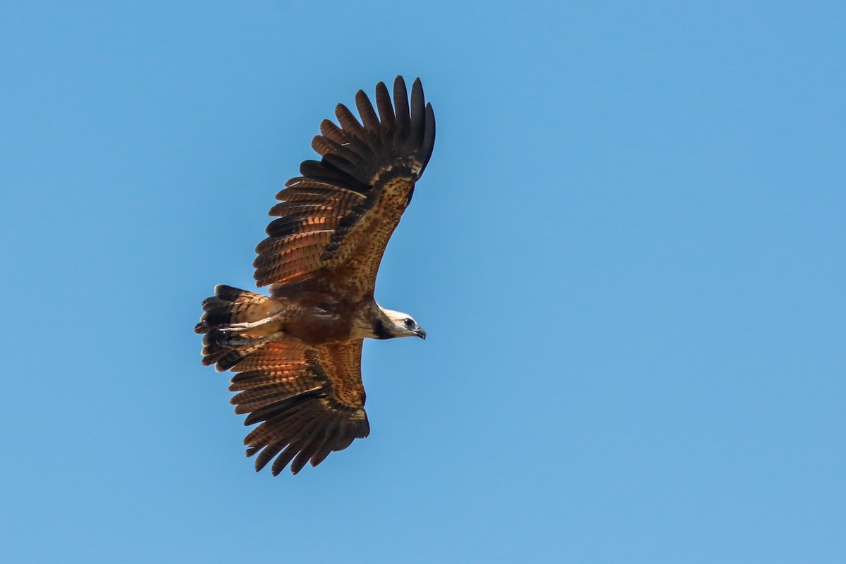 Black-collared Hawk - ML613307258