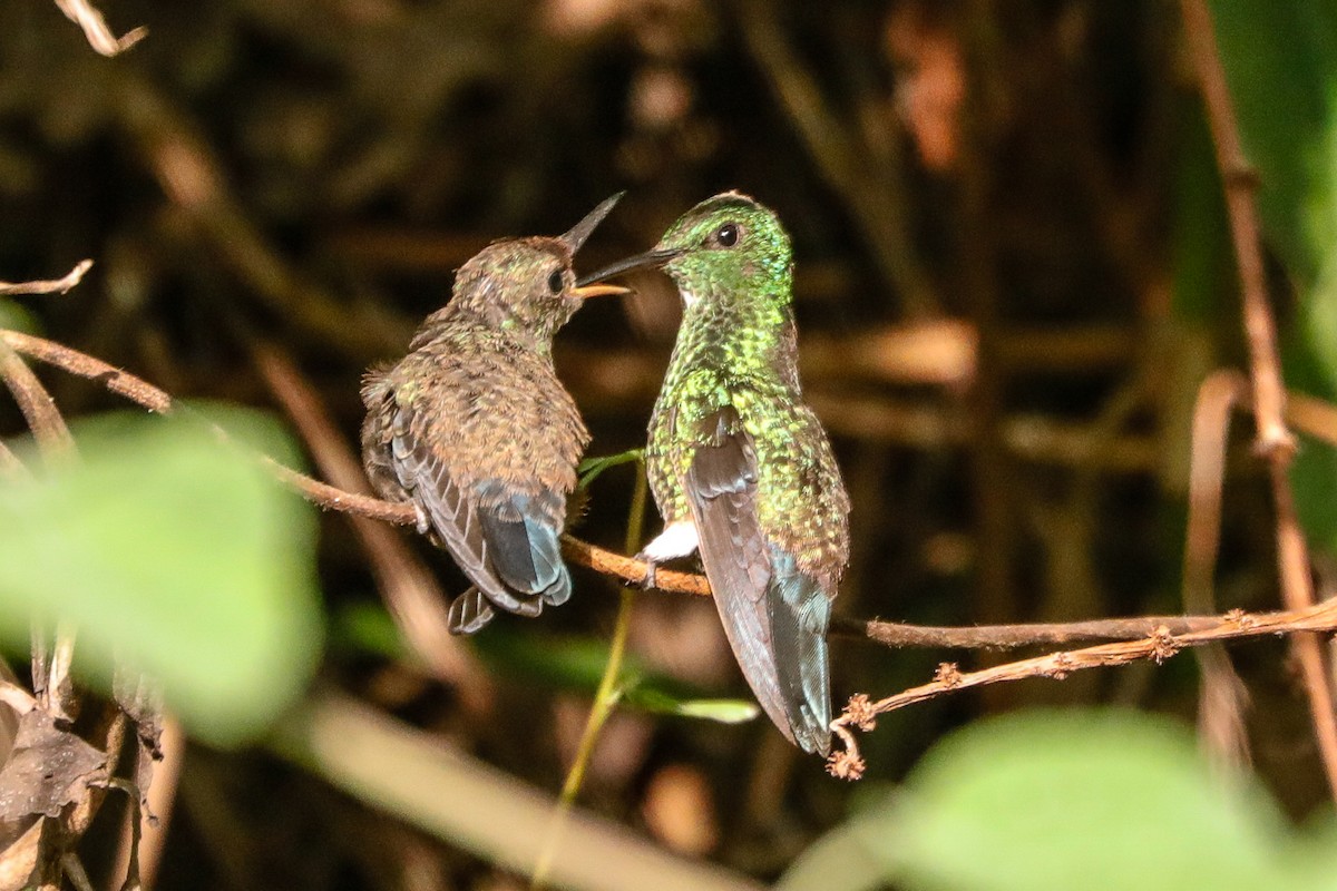 Steely-vented Hummingbird - ML613307274