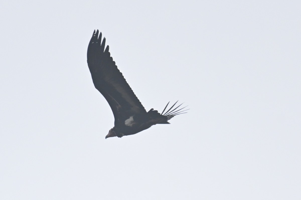 Red-headed Vulture - ML613307295