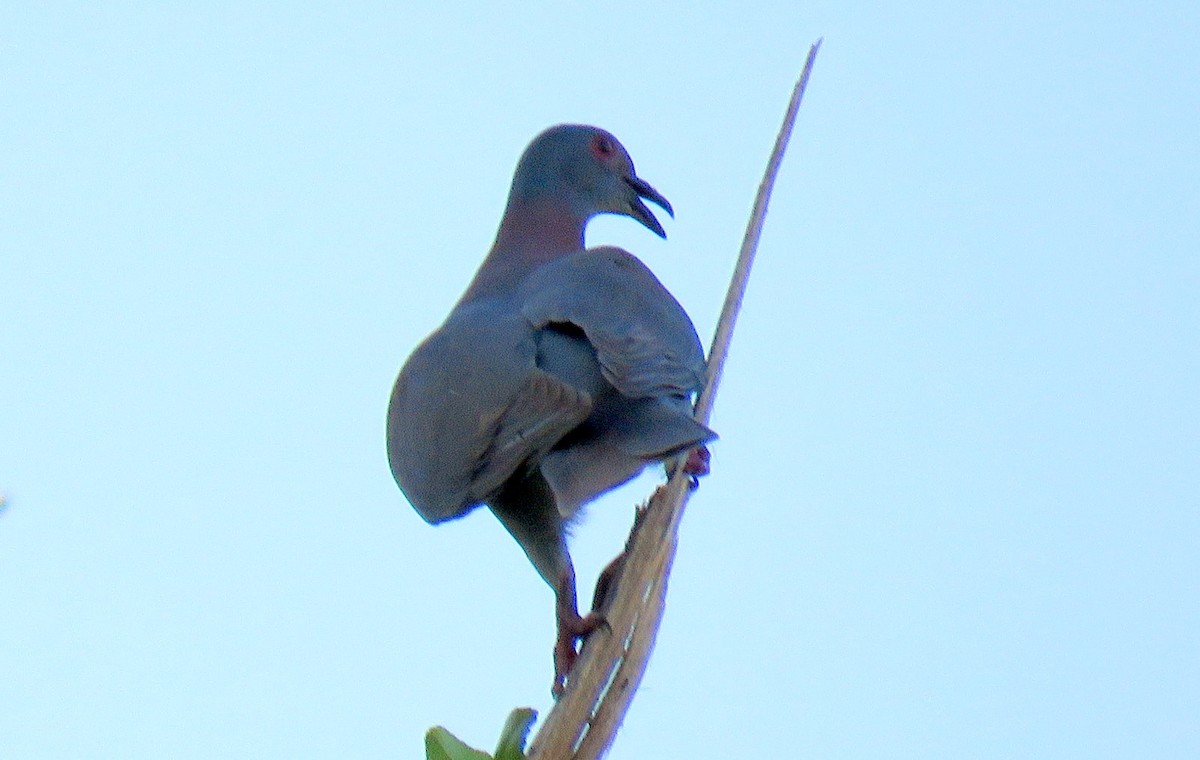 Pale-vented Pigeon - ML613307298