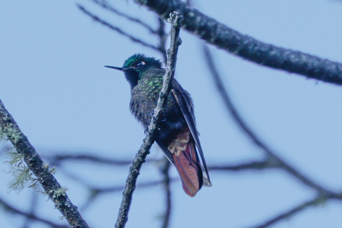 kolibřík perijský - ML613307324