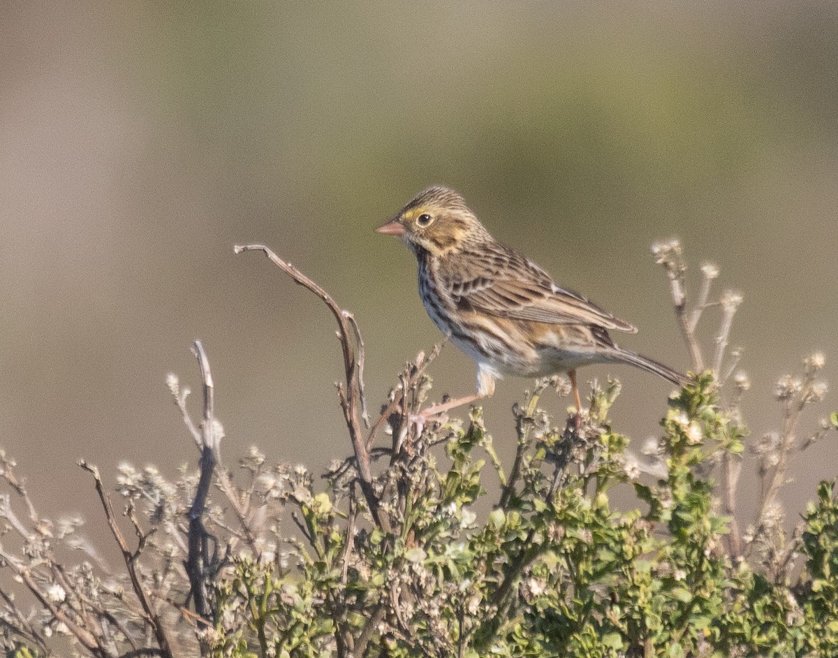 Savannah Sparrow - ML613307335