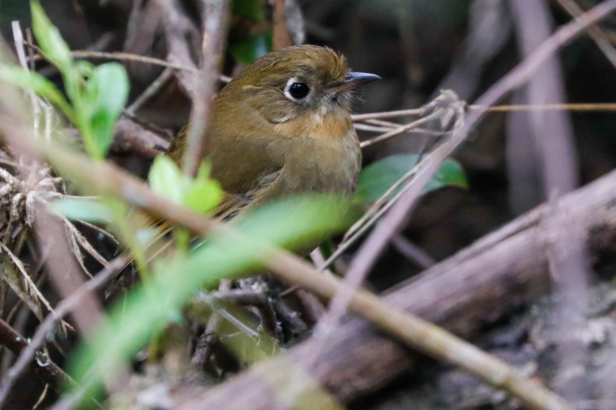 Perija Antpitta - ML613307351