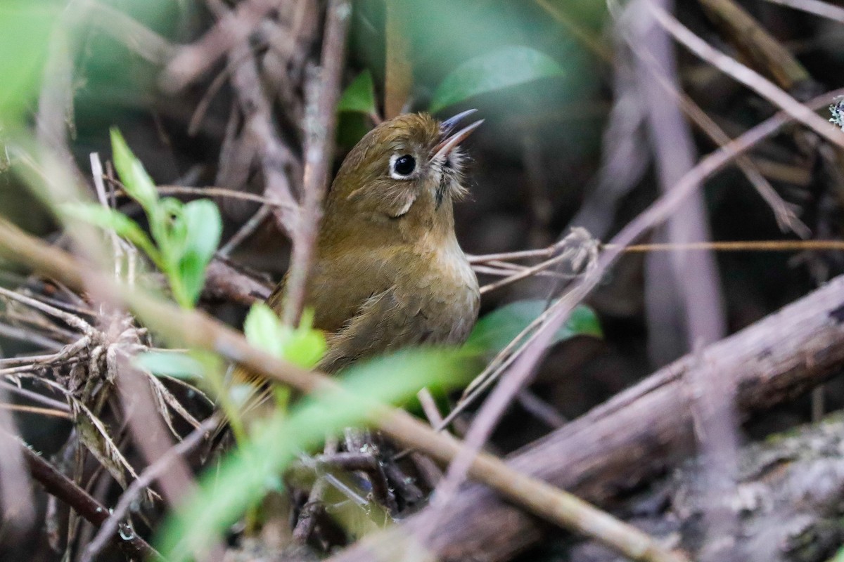 Perija Antpitta - ML613307352