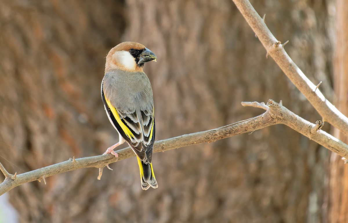 Arabian Grosbeak - ML613307380