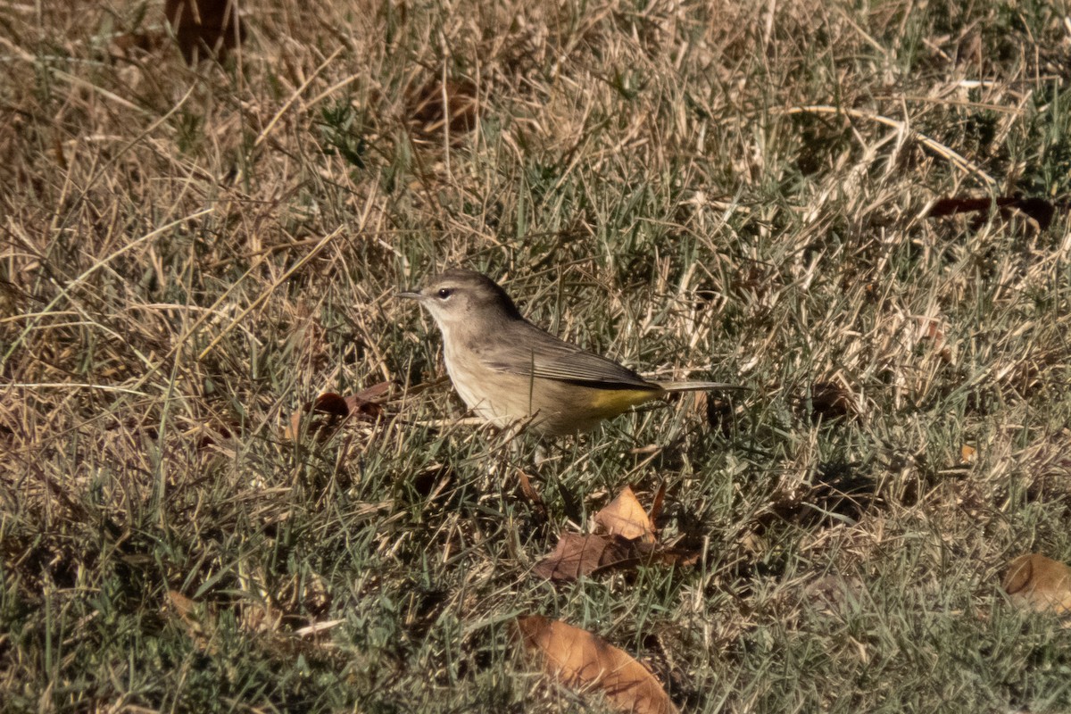 Palm Warbler - ML613307438