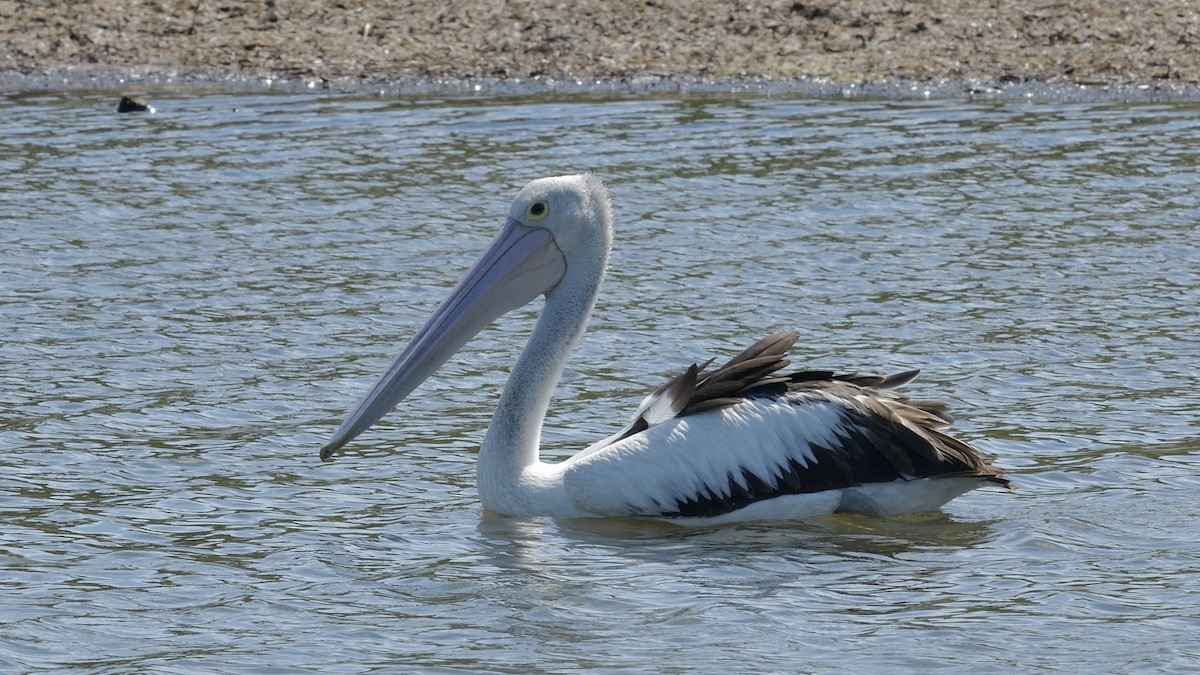 Australian Pelican - Elaine Rose