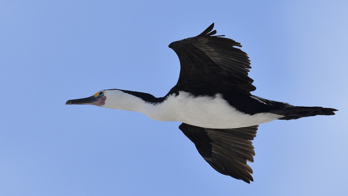 Pied Cormorant - ML613307565