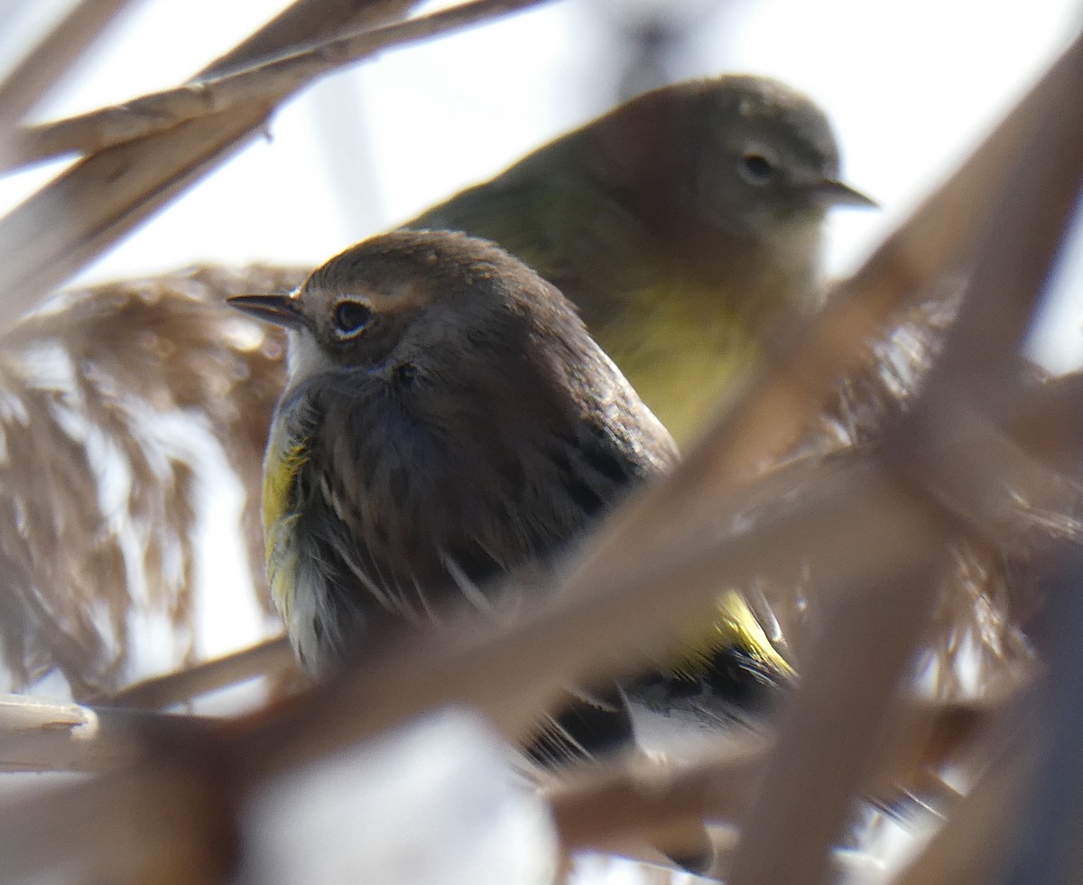 Yellow-rumped Warbler - ML613307686