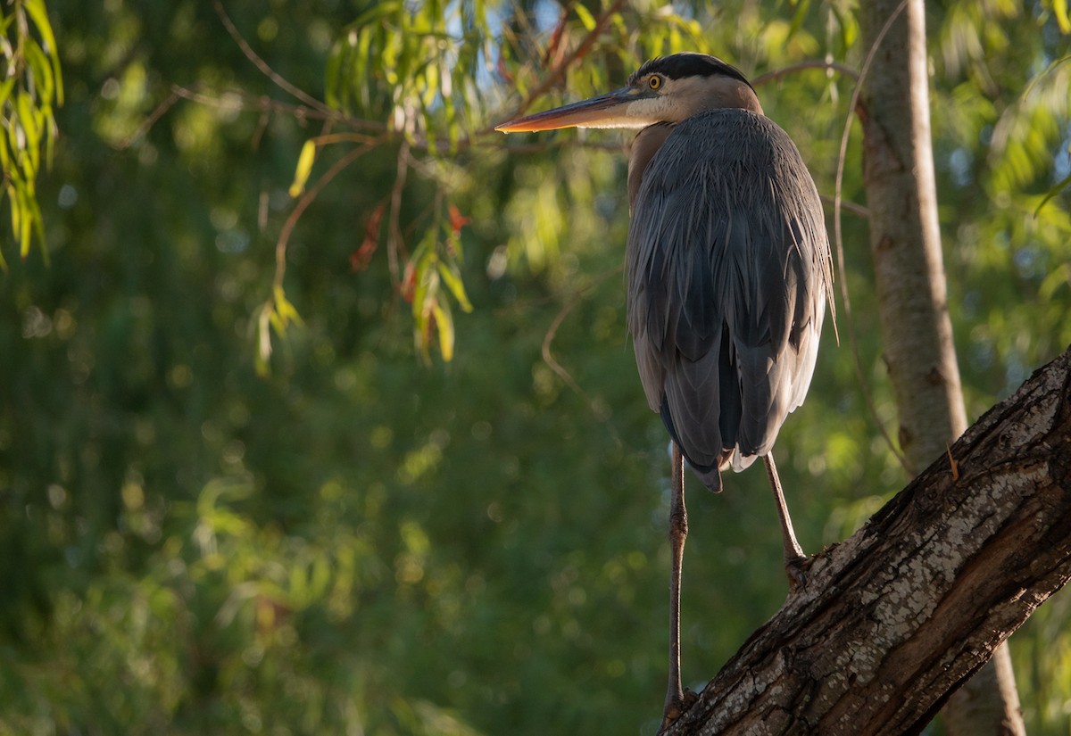 Great Blue Heron - wendy wright