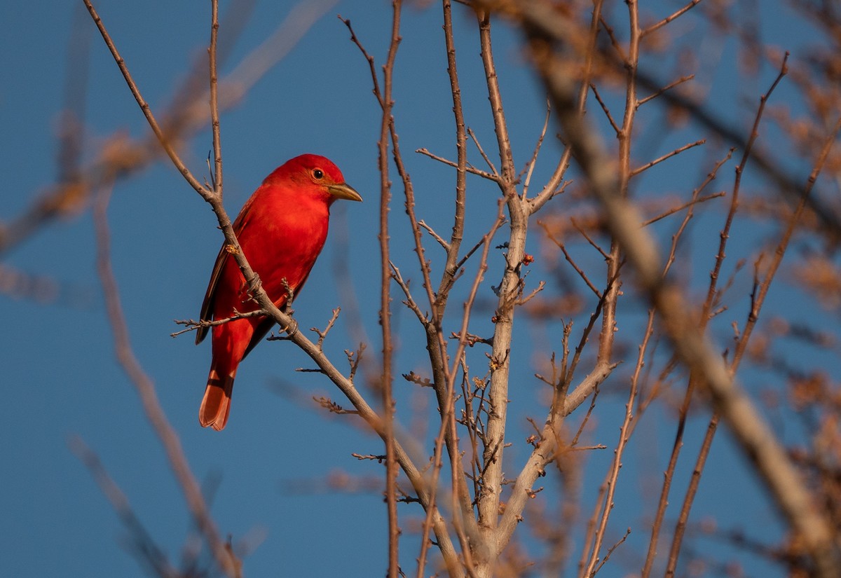 Summer Tanager - wendy wright
