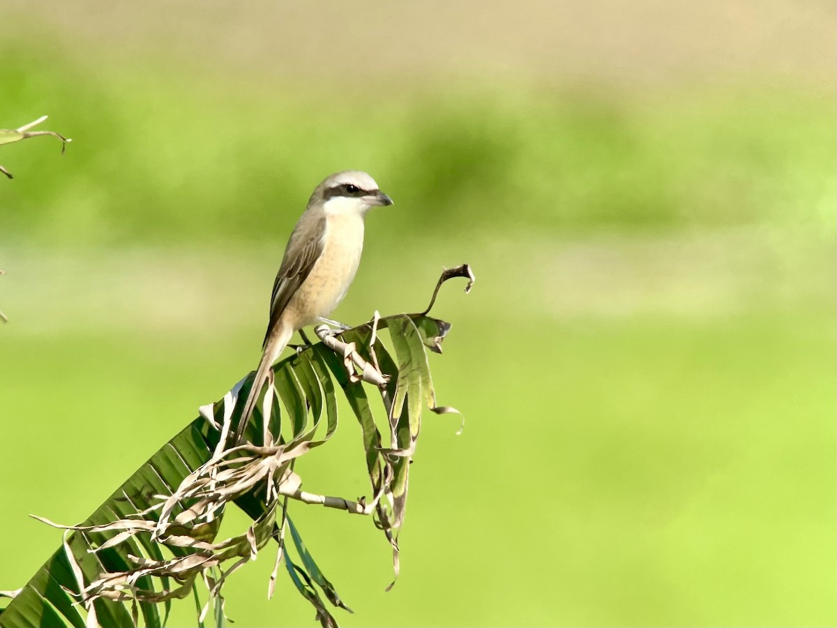 Brown Shrike (Philippine) - ML613307838