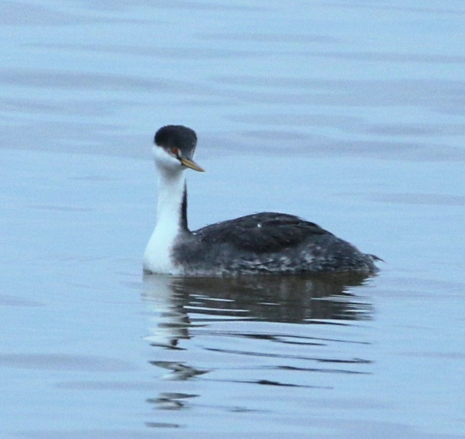 Western Grebe - Phil Mills