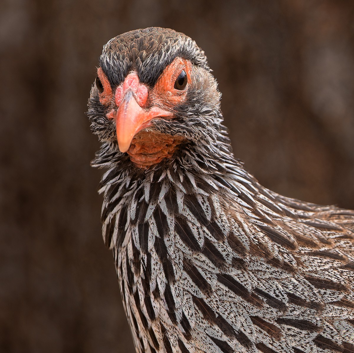 Red-necked Spurfowl - ML613307991