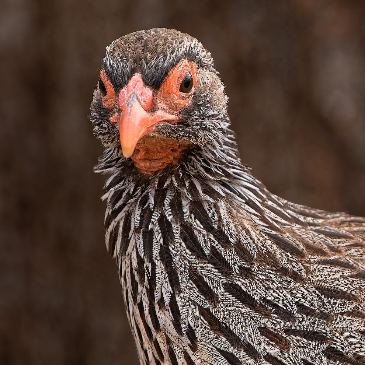 Red-necked Spurfowl - Don Danko