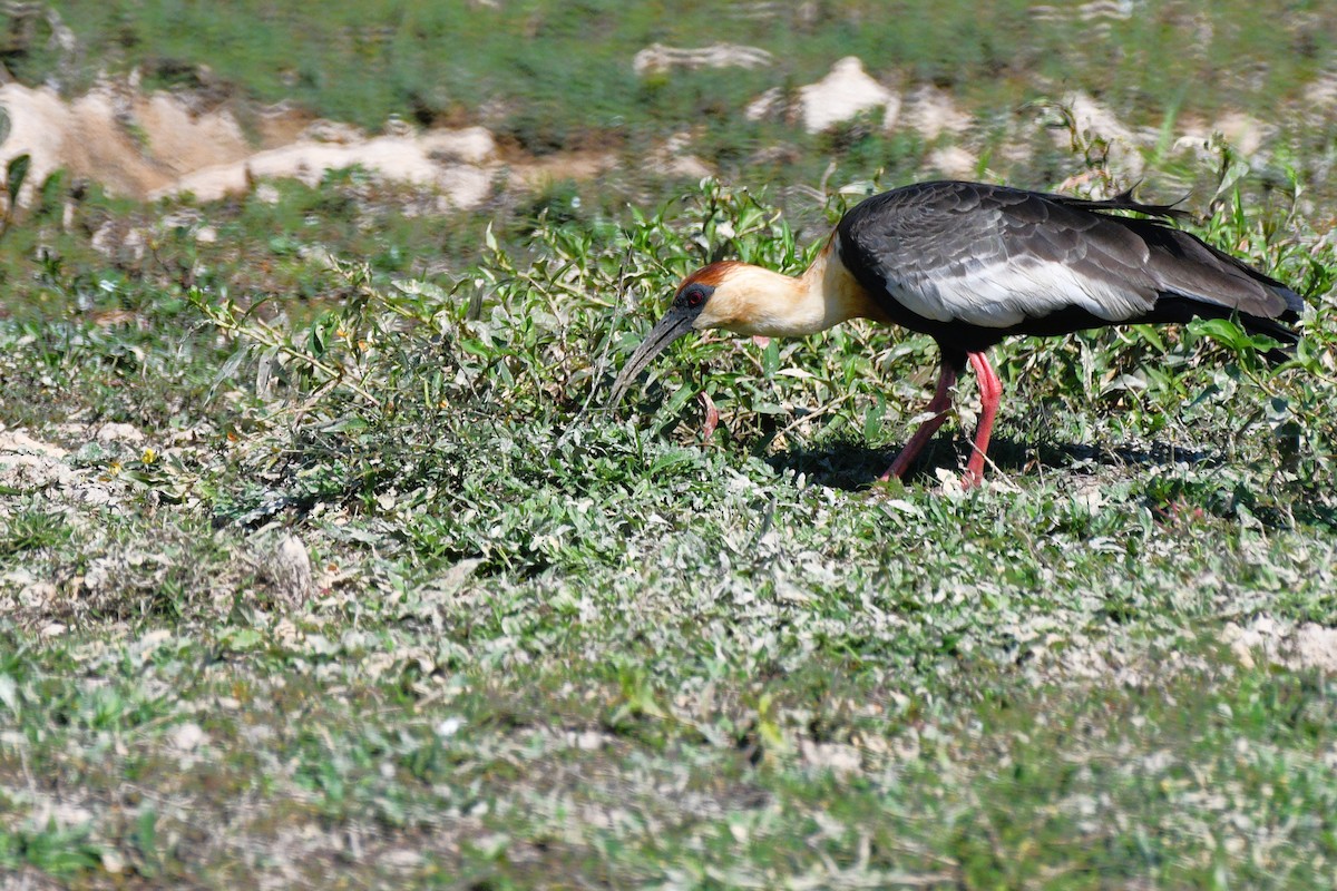 ibis bělokřídlý - ML613308036