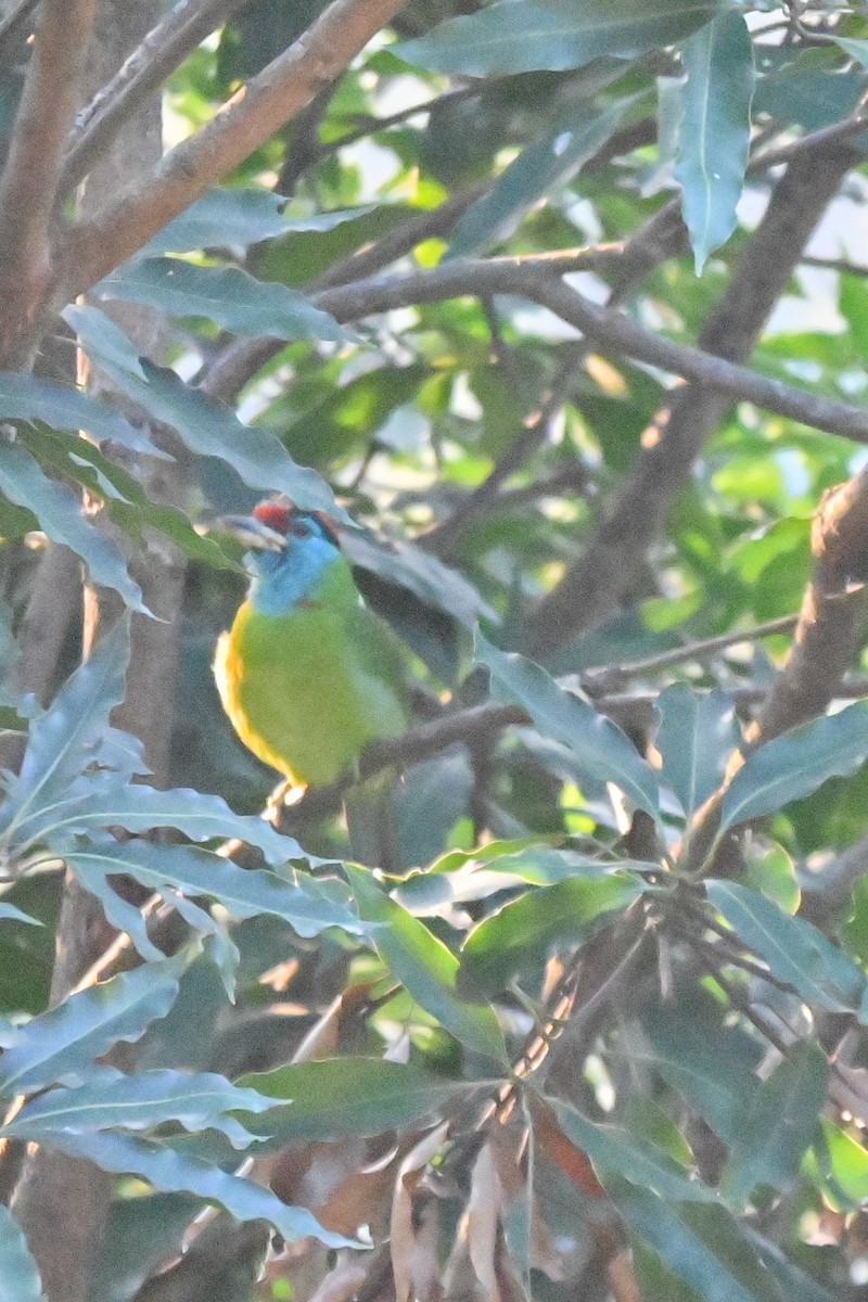 Mavi Boğazlı Barbet - ML613308069