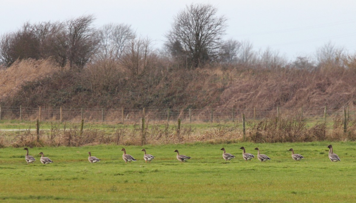 Tundra Bean-Goose - Chris Bradshaw