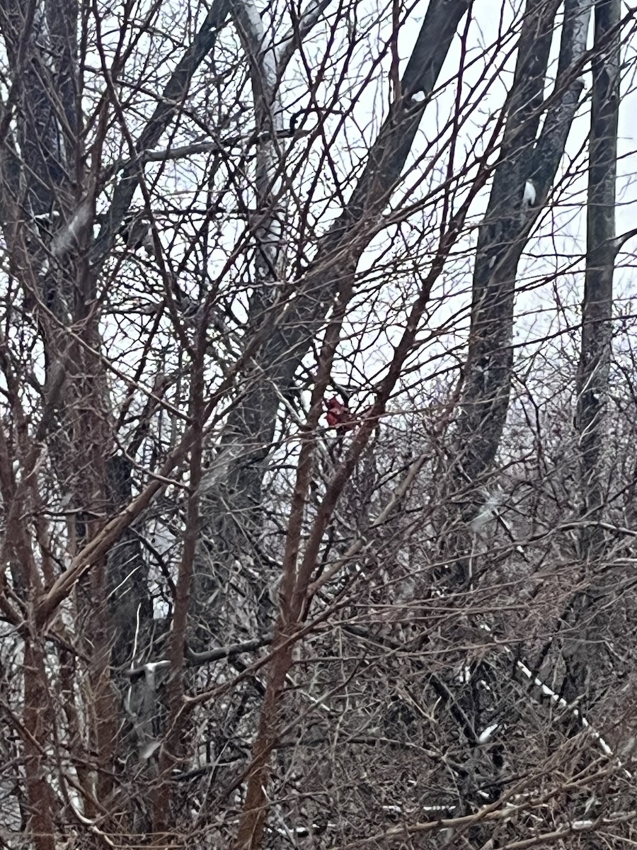 Northern Cardinal - ML613308105