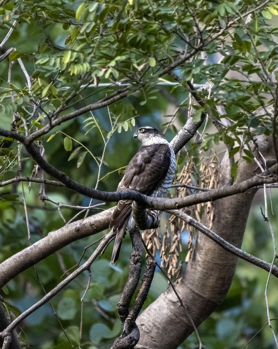 Eurasian Sparrowhawk - ML613308129