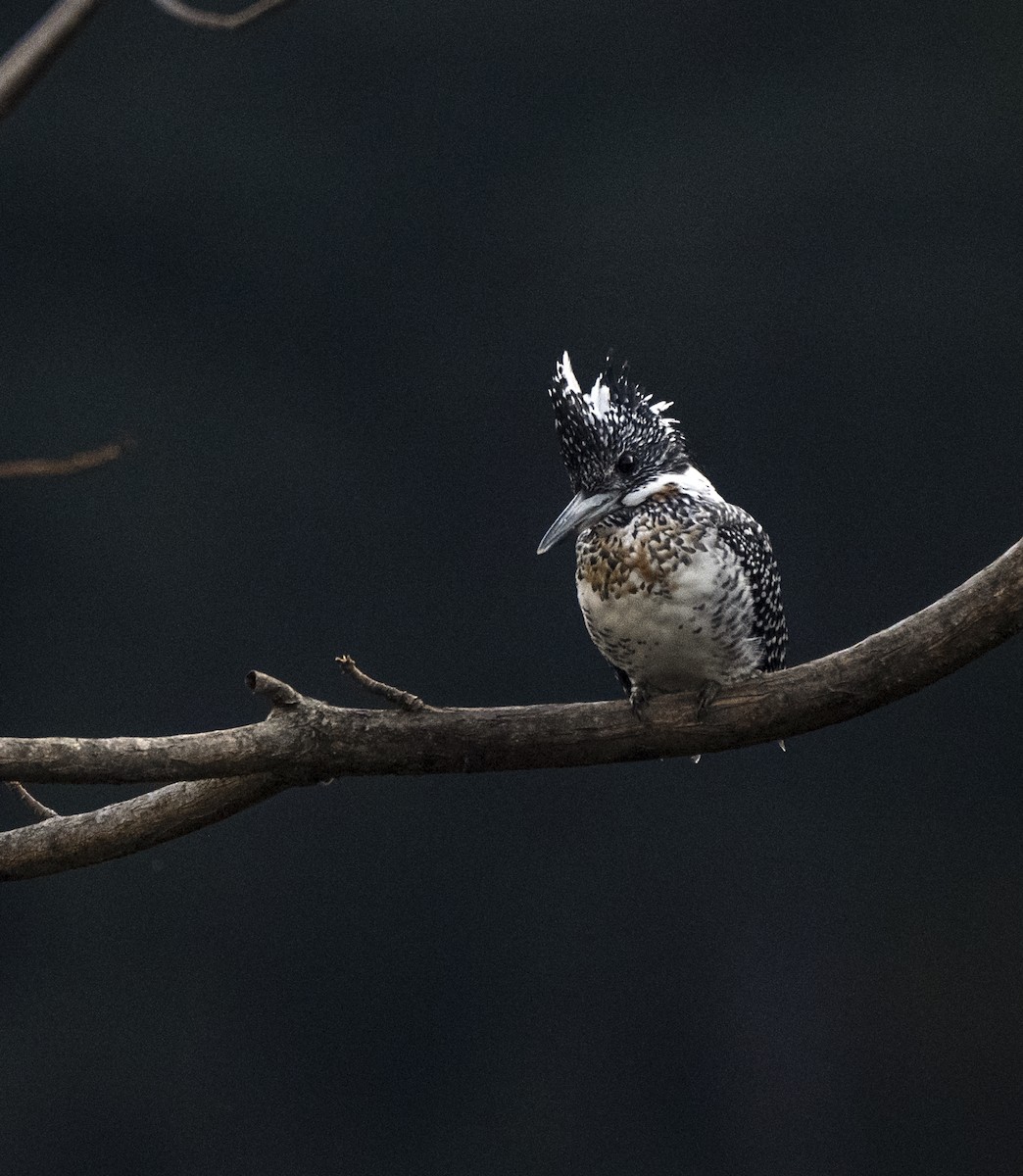 Crested Kingfisher - ML613308157