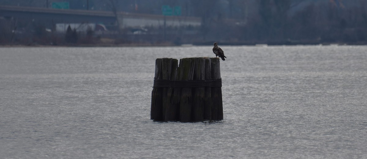 Bald Eagle - ML613308292