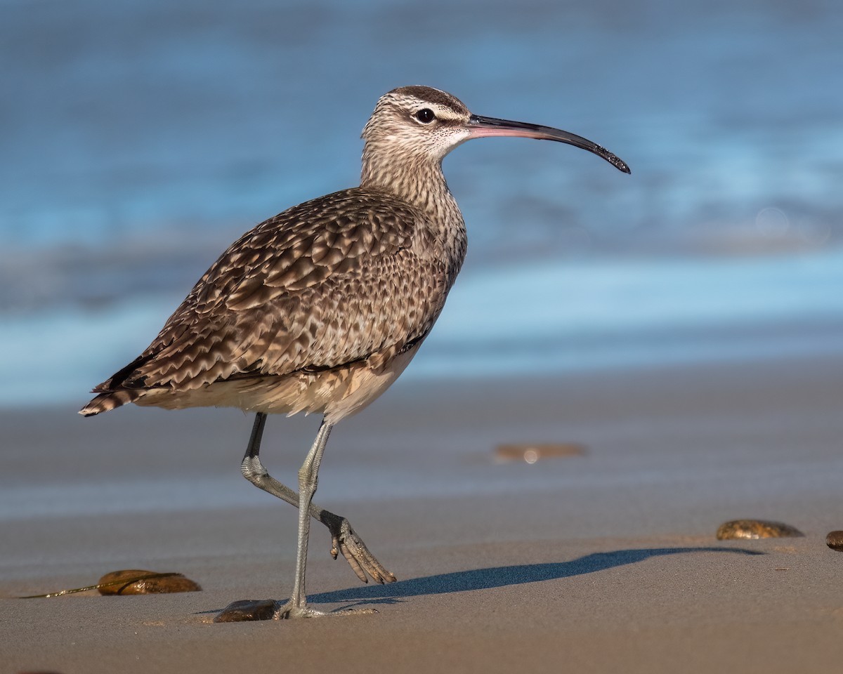 Whimbrel - ML613308392