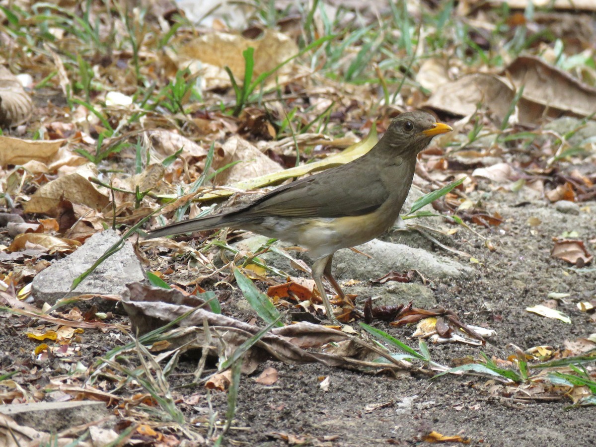 African Thrush - ML613308474