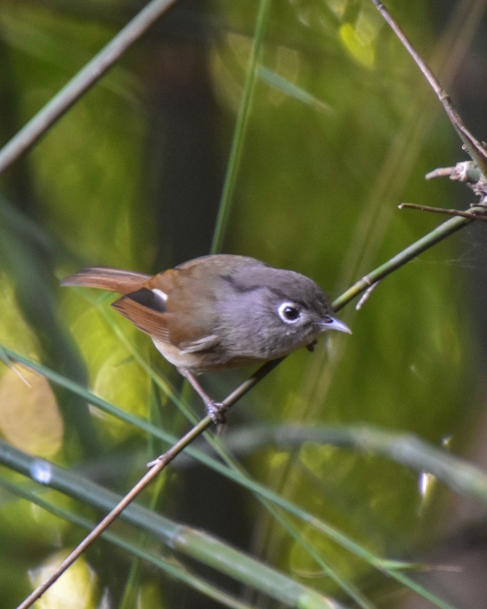 Nepal Fulvetta - ML613308508