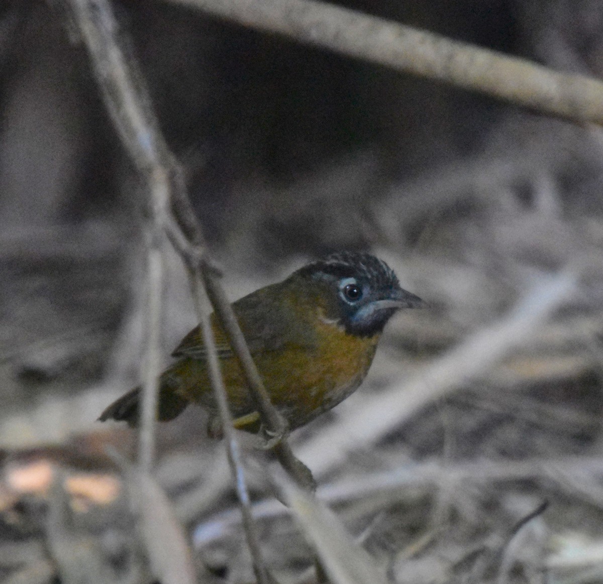 Gray-throated Babbler - ML613308514