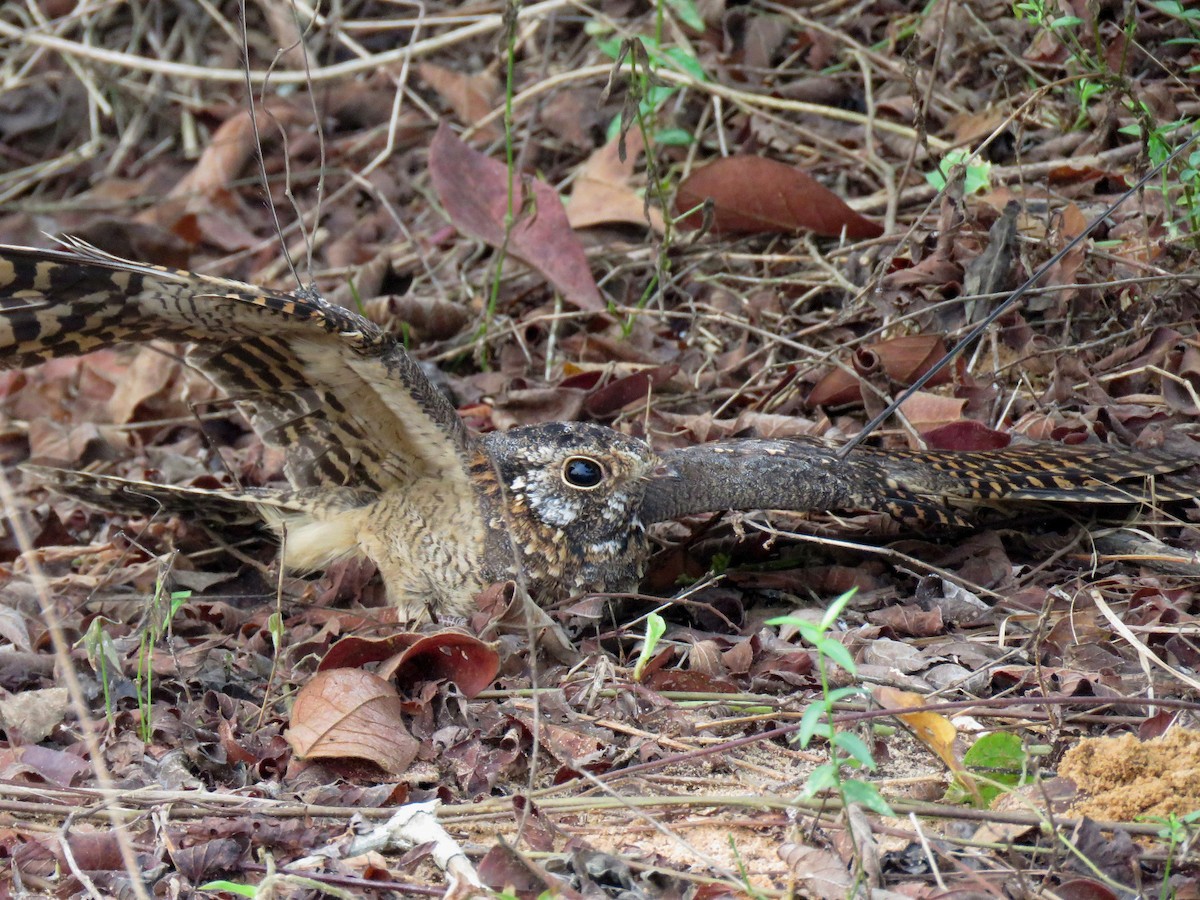 Standard-winged Nightjar - ML613308521