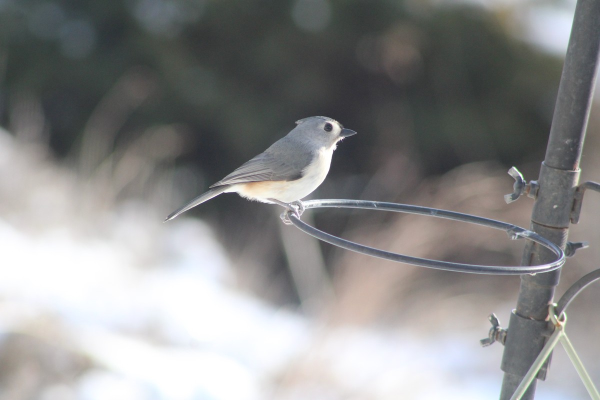 Mésange bicolore - ML613308536