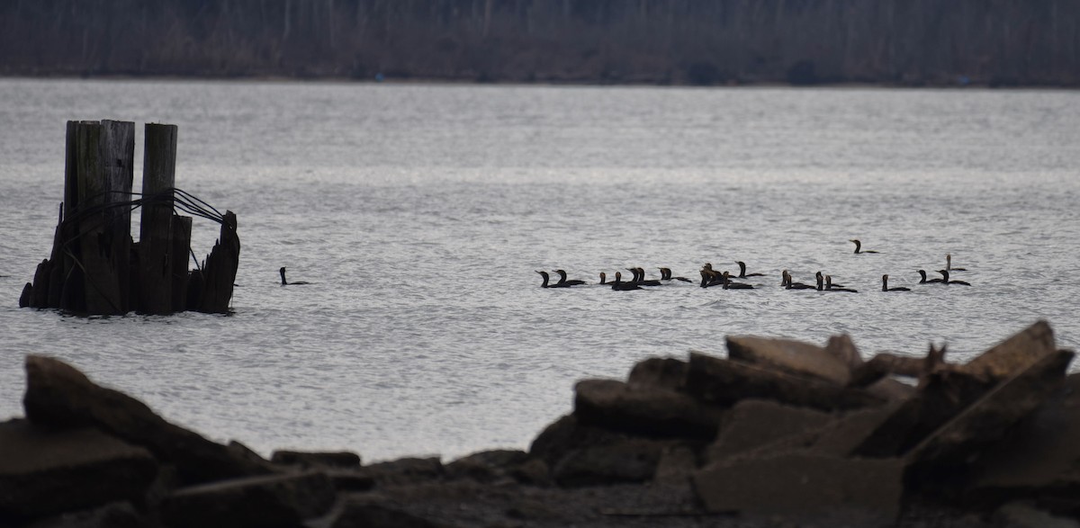 Double-crested Cormorant - ML613308589